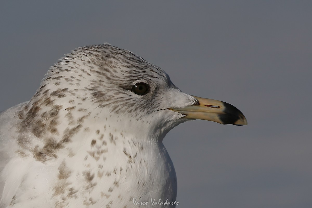Gaviota de Delaware - ML647548664