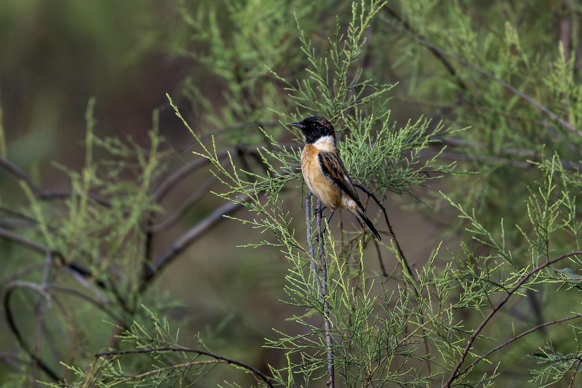 Tarabilla Siberiana - ML647548669