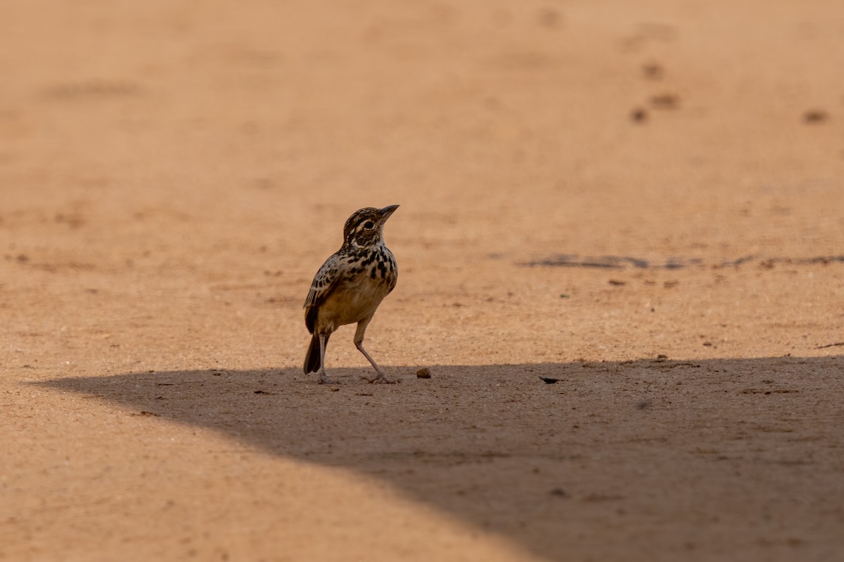 Alondra de Jerdon - ML647548670