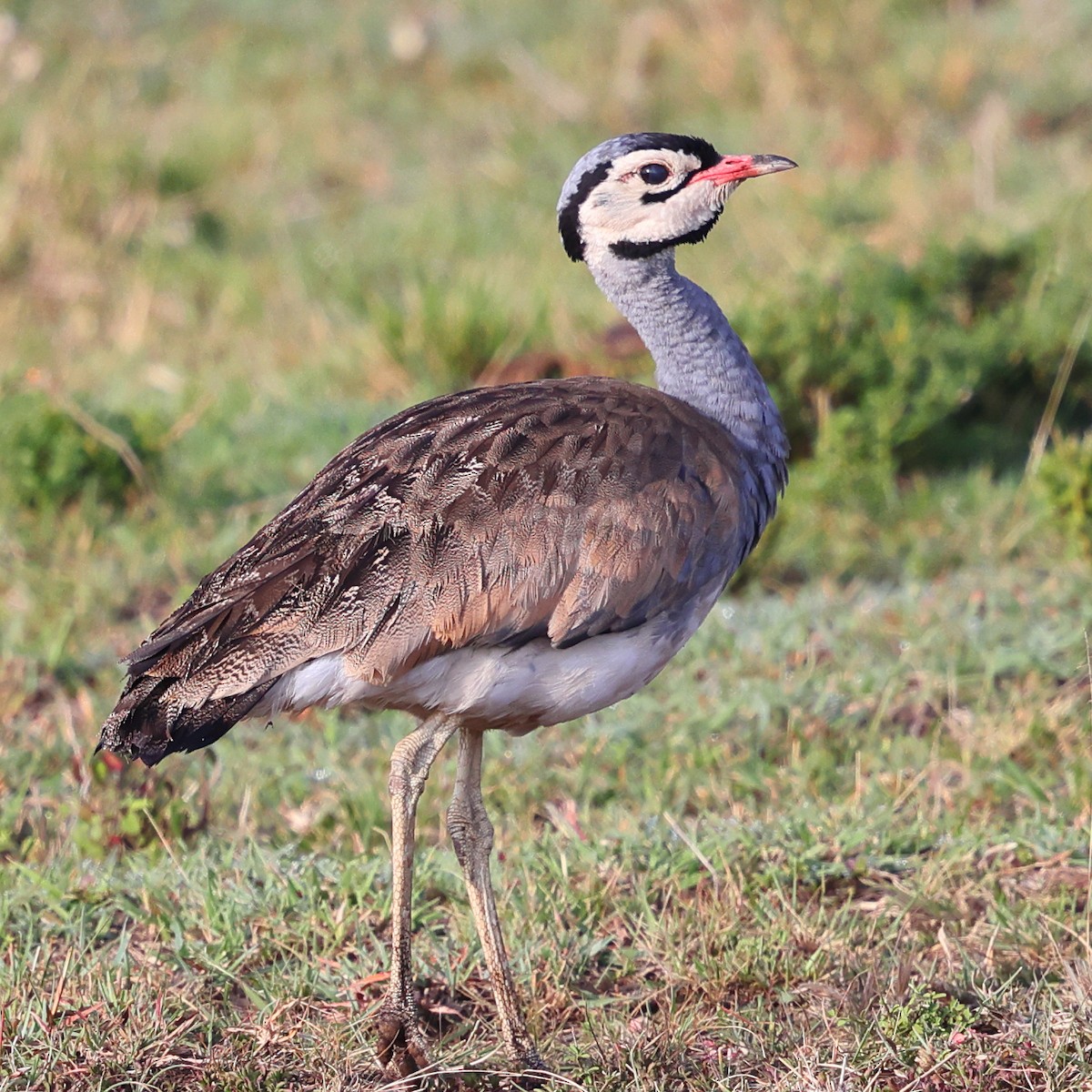 Sisón Senegalés - ML647548671