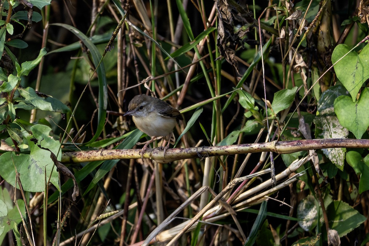 Prinia Sencilla - ML647548672