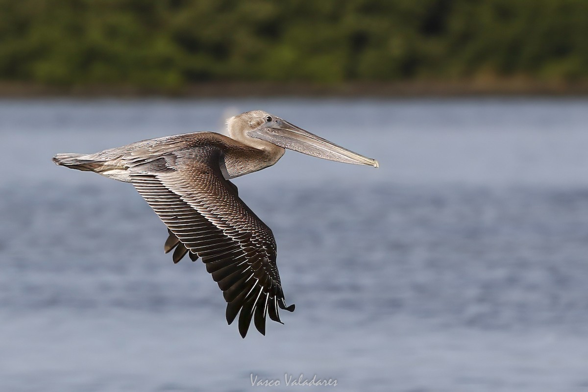 Pelícano Pardo - ML647548673