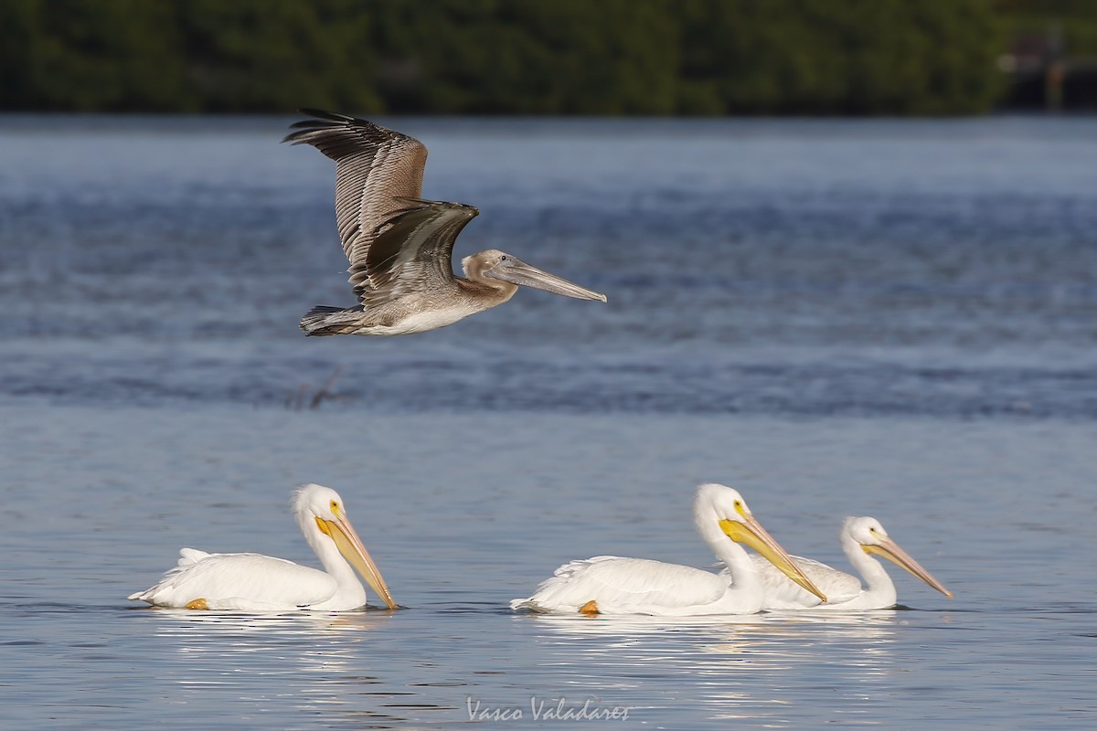 Pelícano Pardo - ML647548674