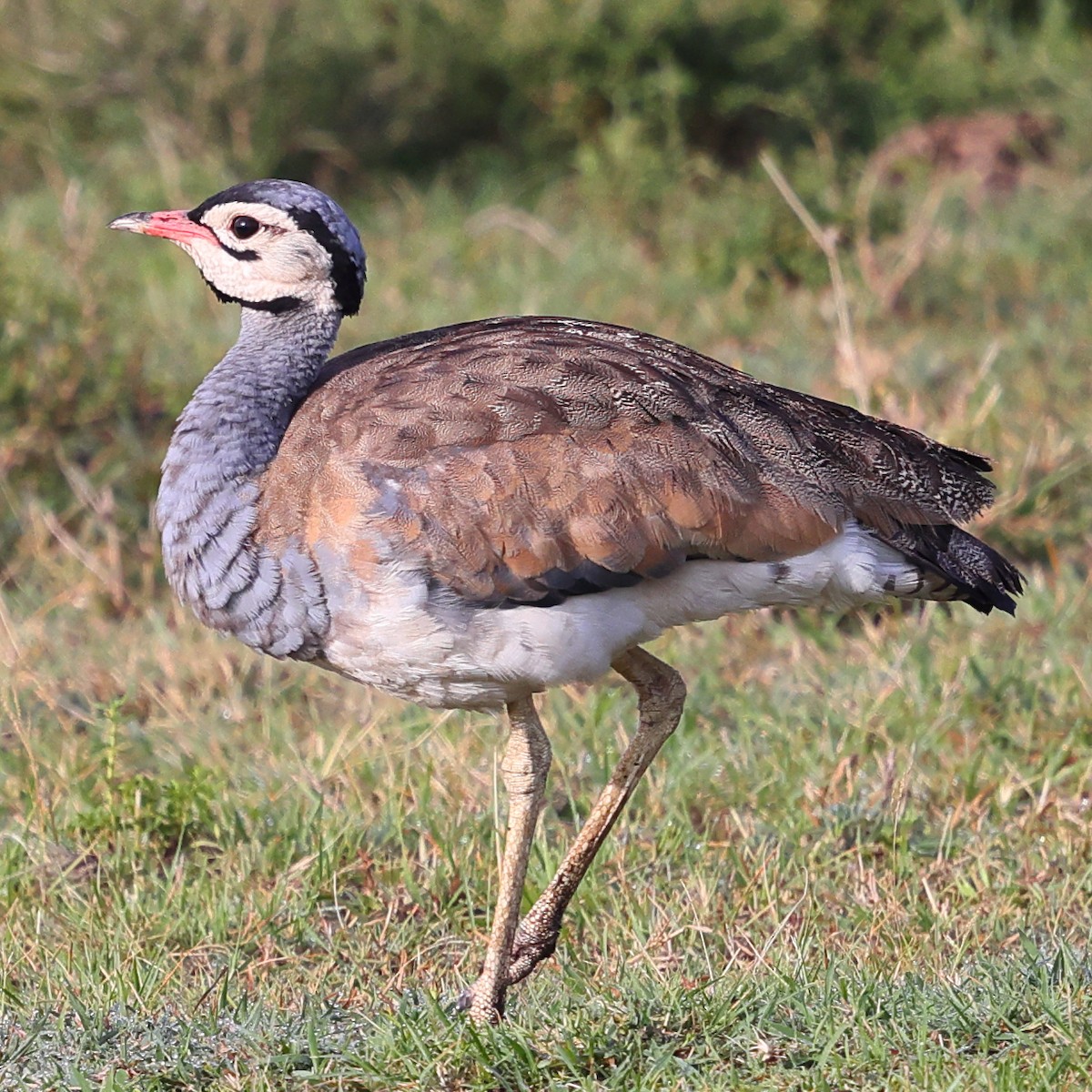 Sisón Senegalés - ML647548676