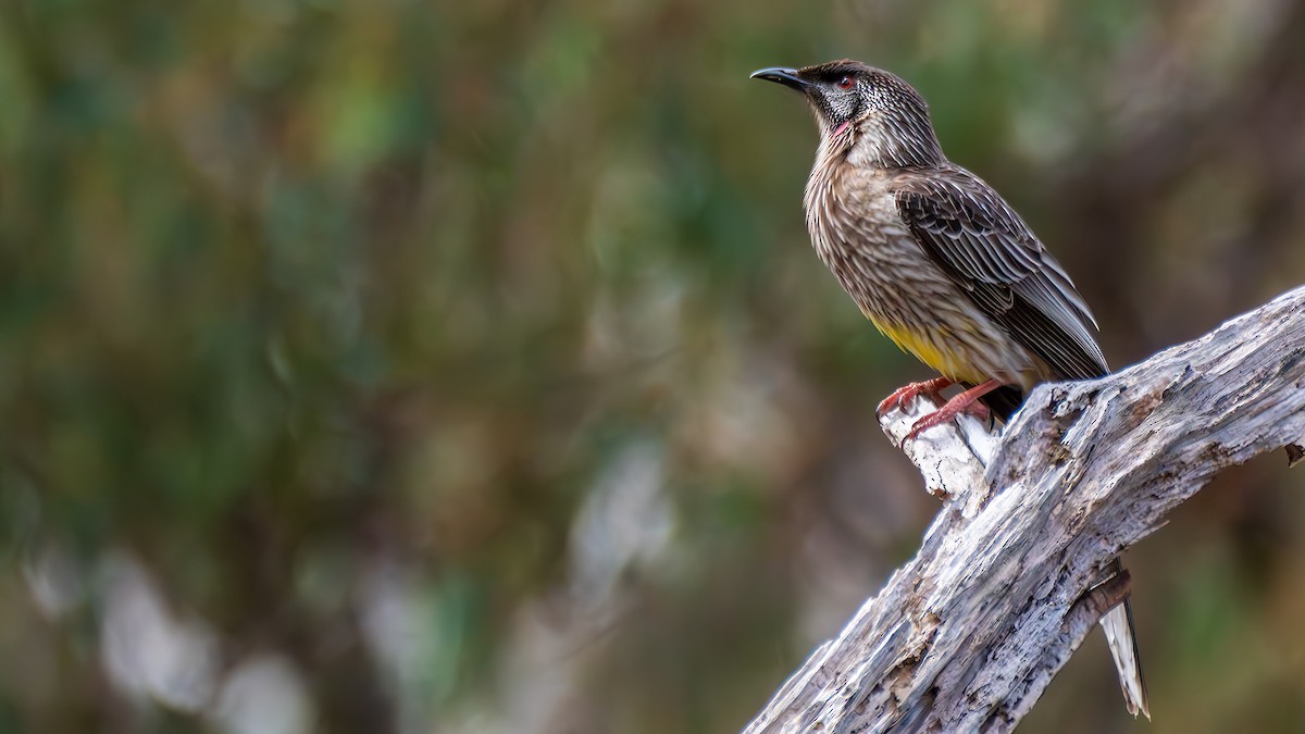 Mielero Carunculado - ML647548677