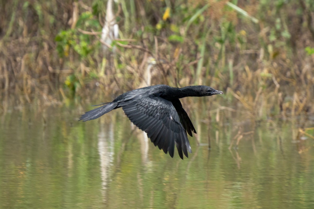 Cormorán de Java - ML647548679