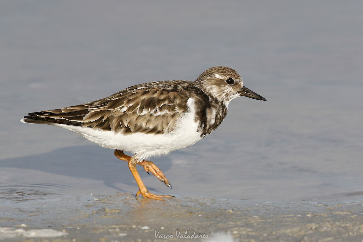 Vuelvepiedras Común - ML647548682