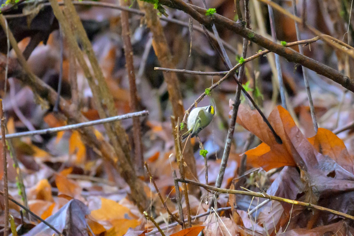 Reyezuelo Sátrapa - ML647548683