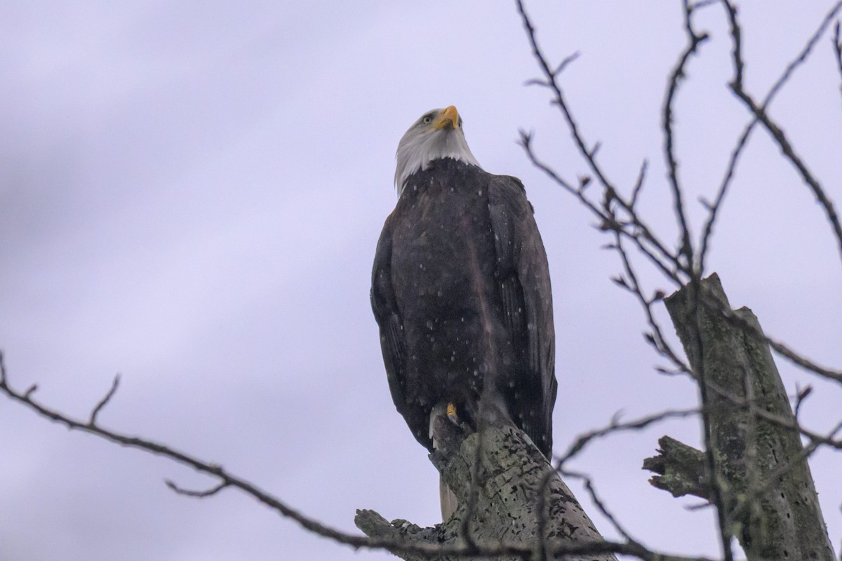Bald Eagle - ML647548734