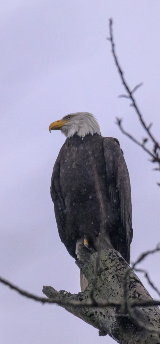 Bald Eagle - ML647548735