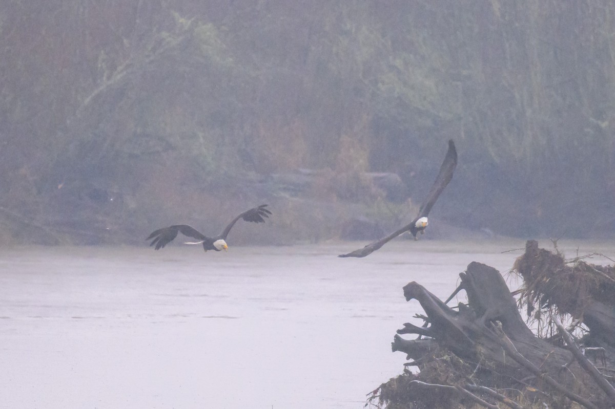 Bald Eagle - ML647548736