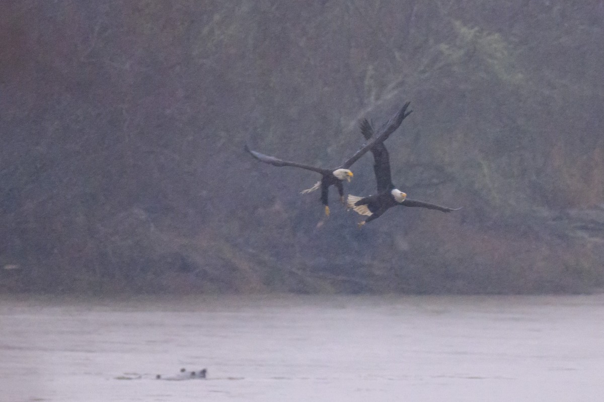 Bald Eagle - ML647548737