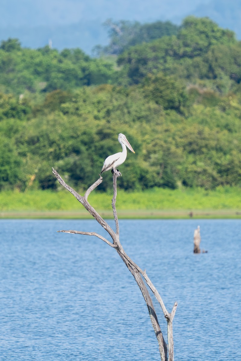 Hint Pelikanı - ML647548738