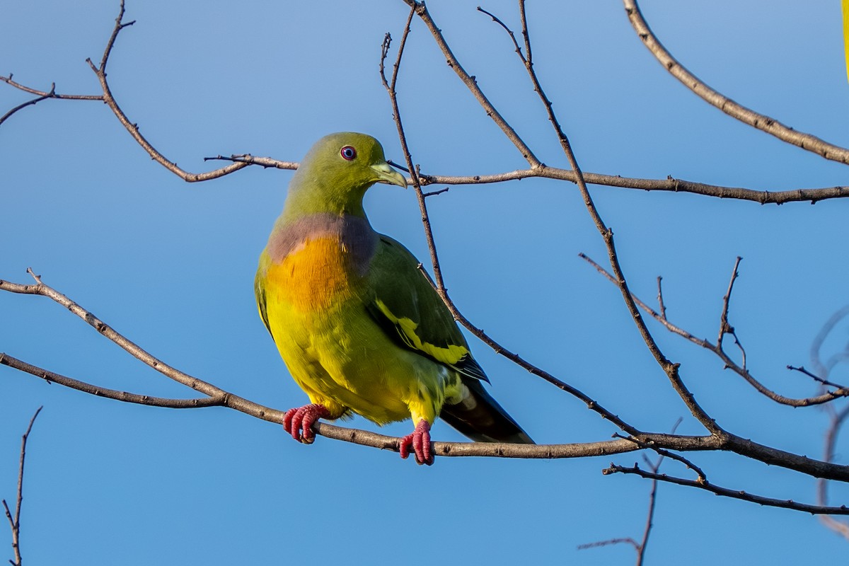 Orange-breasted Green-Pigeon - ML647548754
