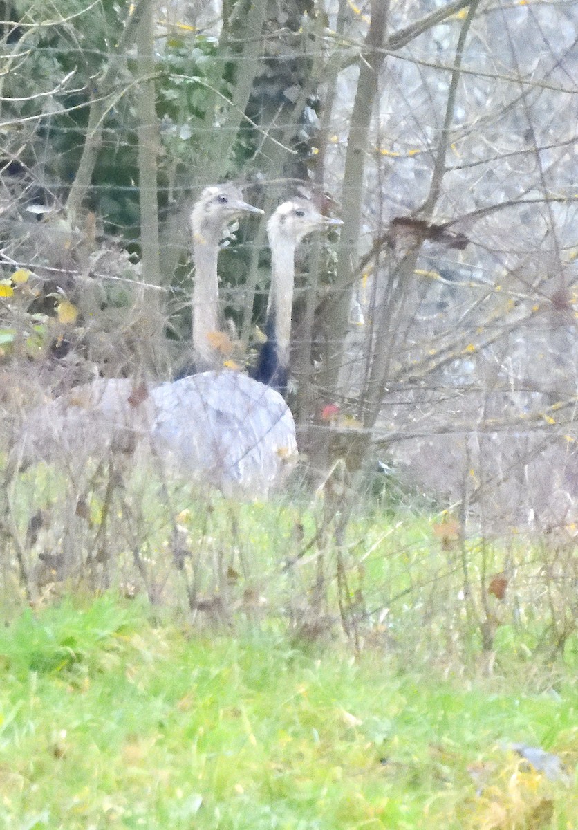 Greater Rhea - ML647548850