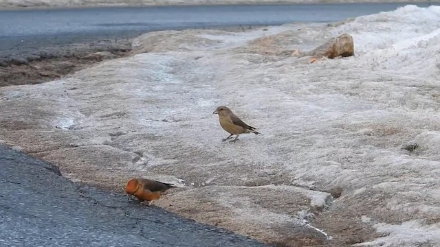 Клёст-еловик - ML647548864