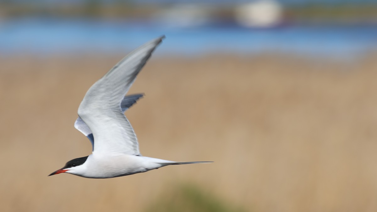 Common Tern - ML647548868