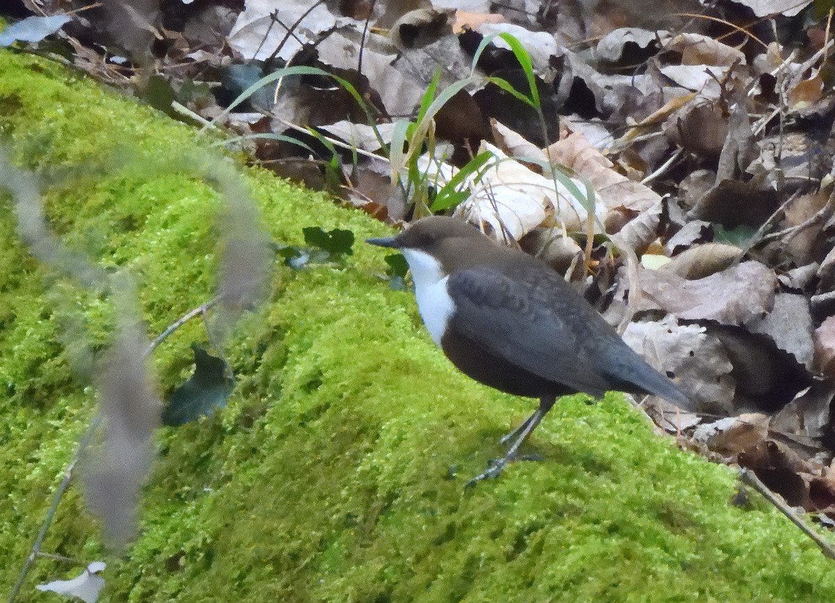 White-throated Dipper - ML647548869