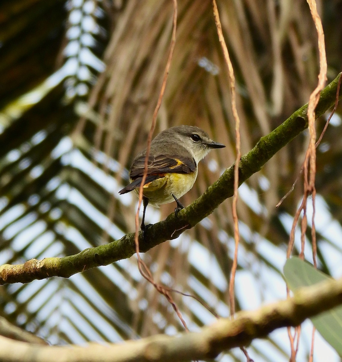 Small Minivet - ML647548882