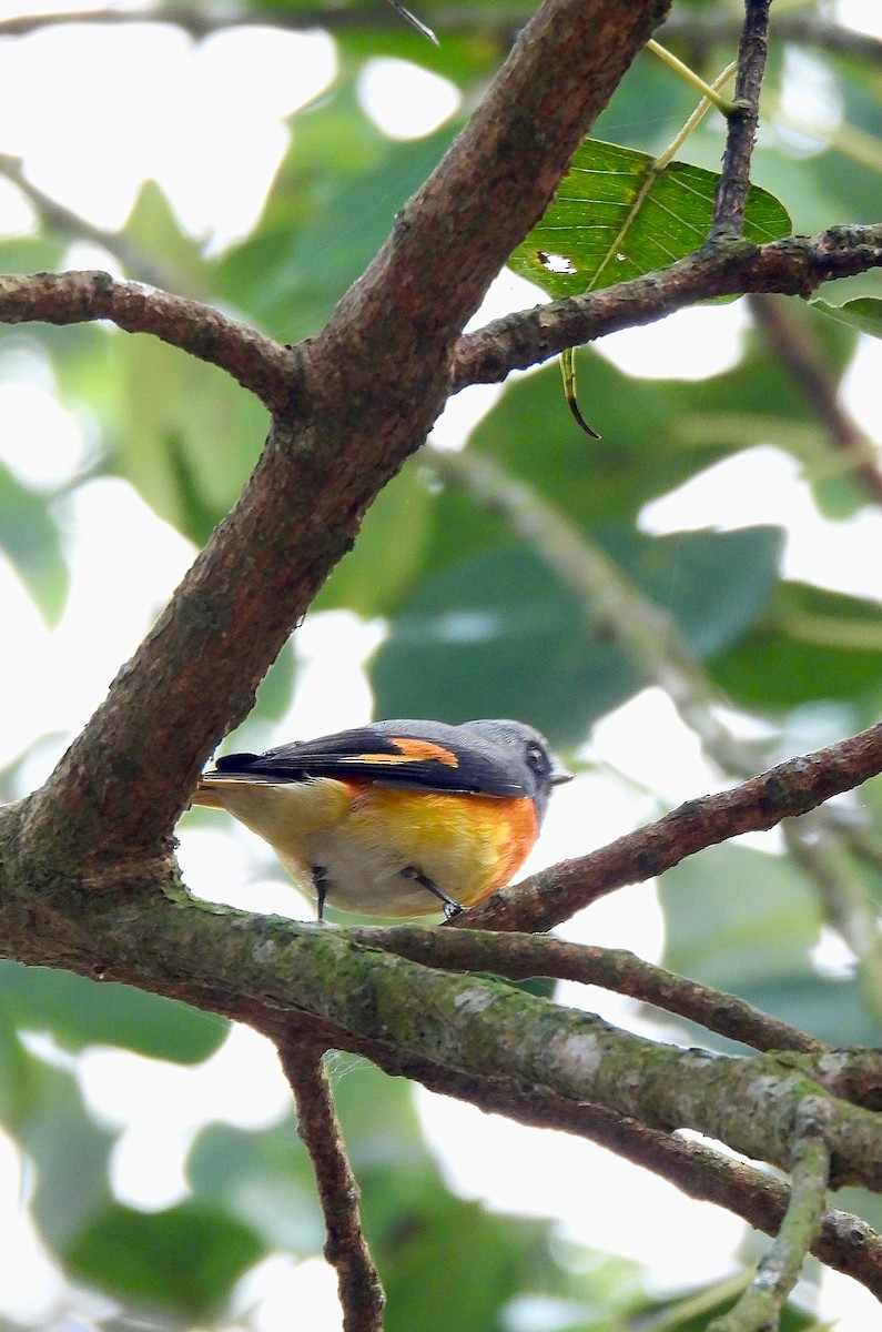 Small Minivet - ML647548883