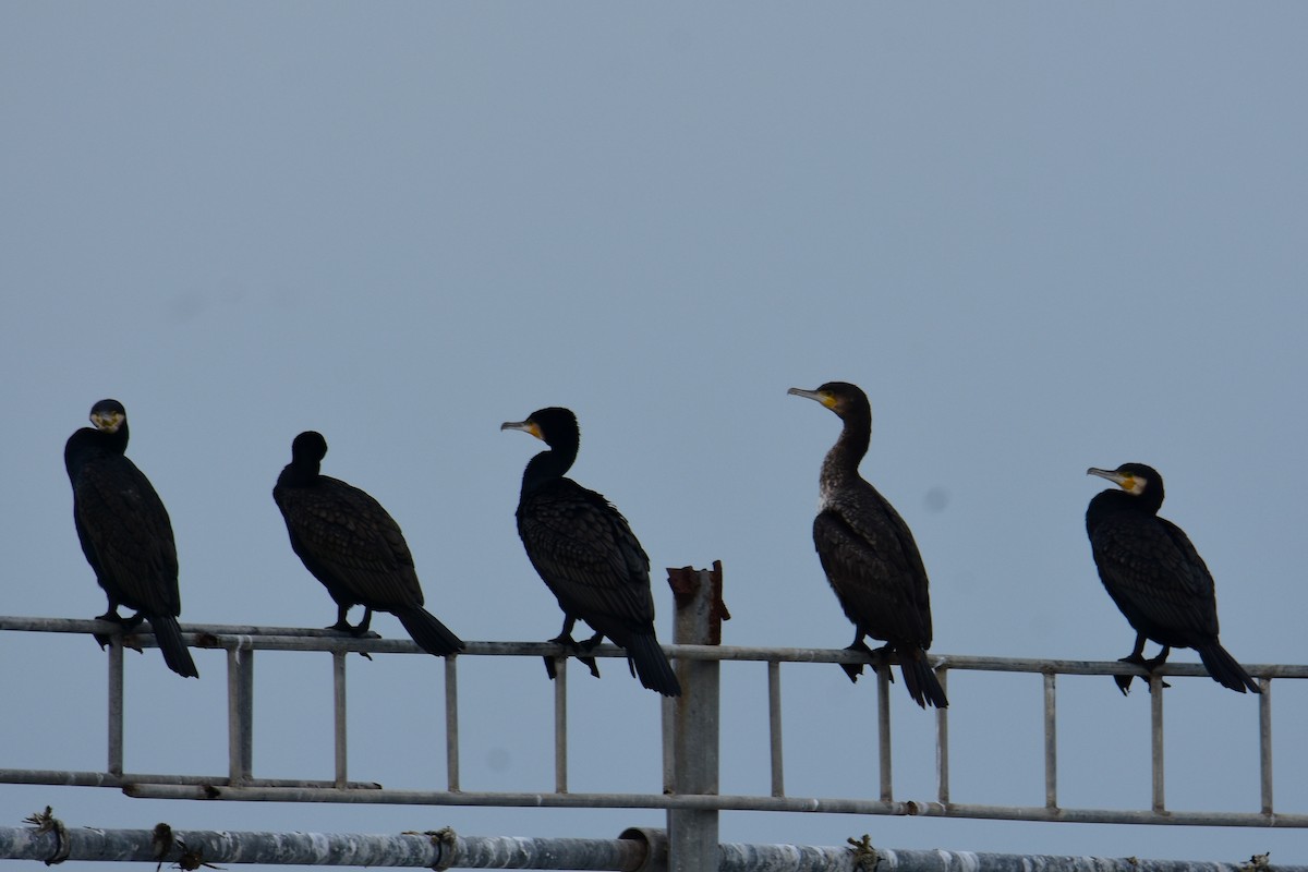 Great Cormorant - ML647548912