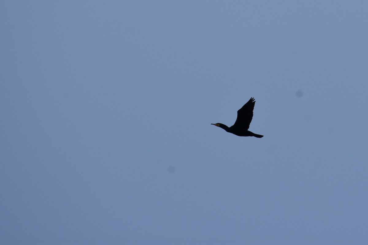 Great Cormorant - ML647548913