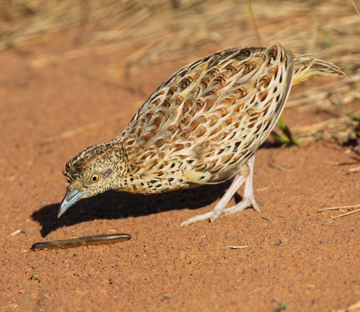 林三趾鶉 - ML647548922