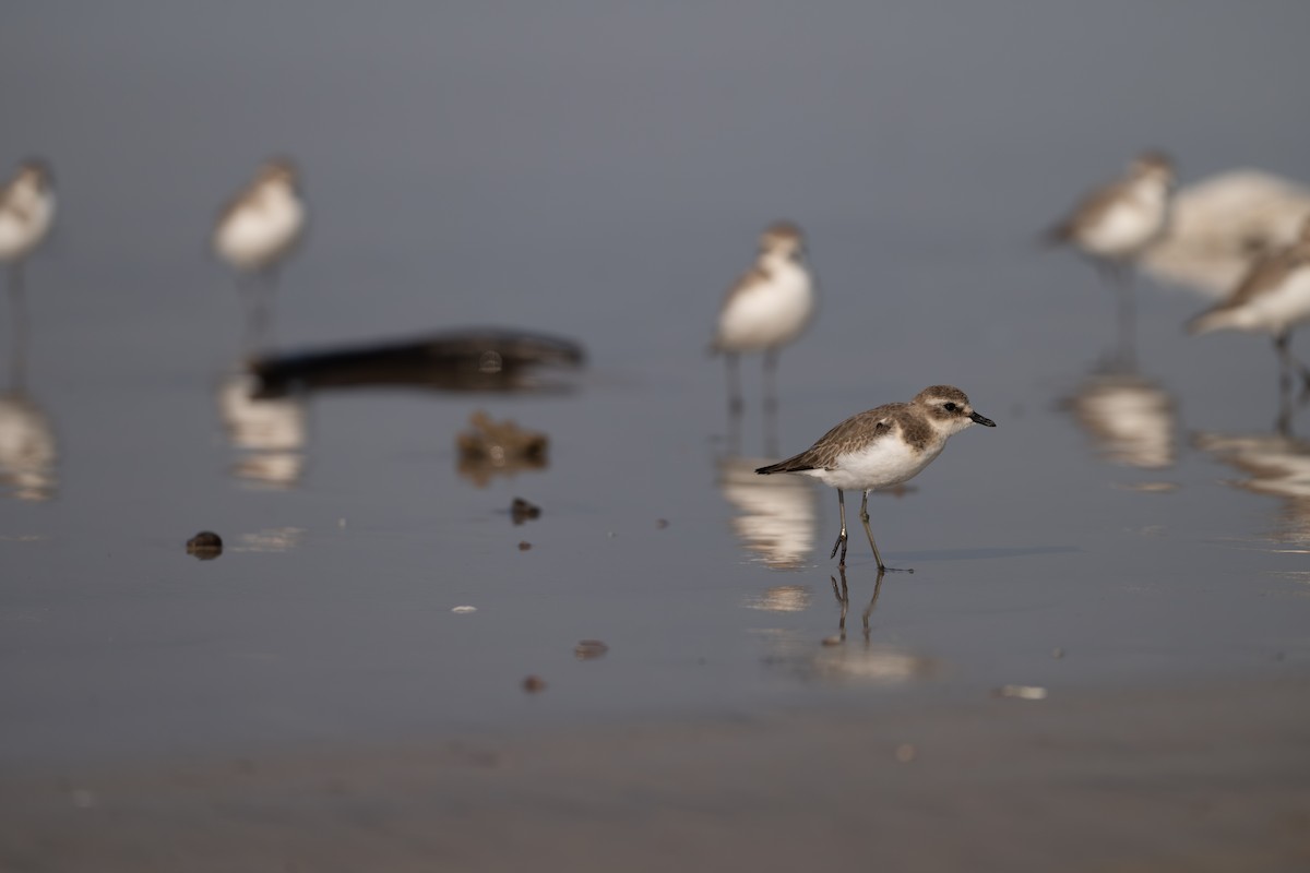 Tibetan Sand-Plover - ML647548934