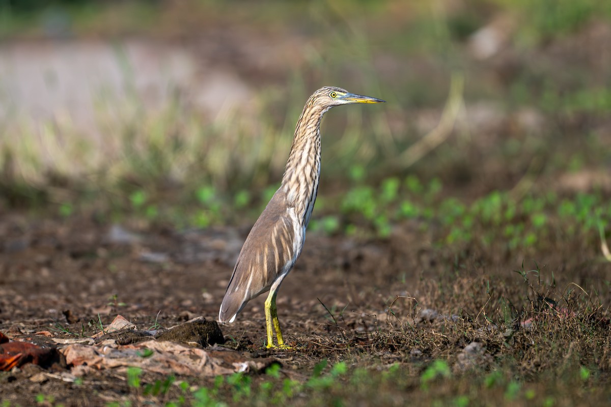 Indian Pond-Heron - ML647548950