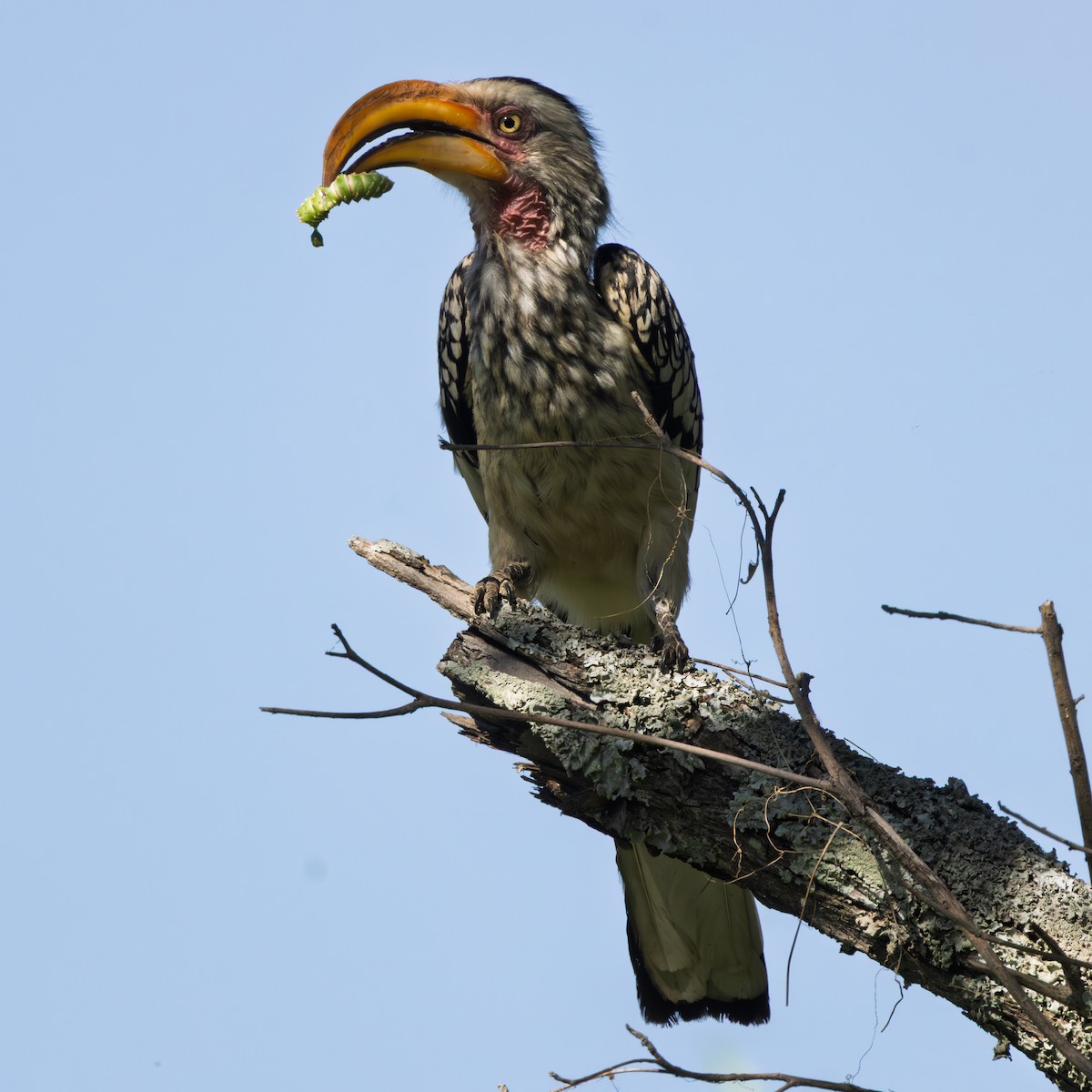 Southern Yellow-billed Hornbill - ML647548953