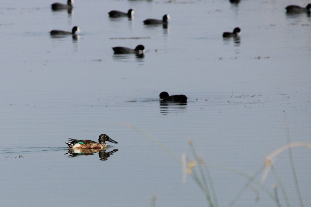 Northern Shoveler - ML647548955