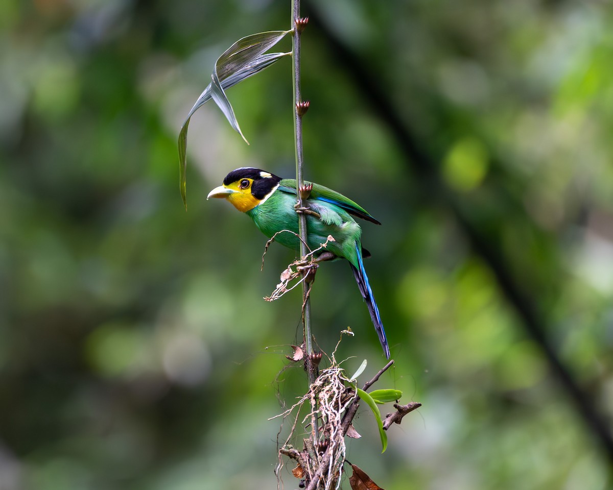 Long-tailed Broadbill - ML647548956
