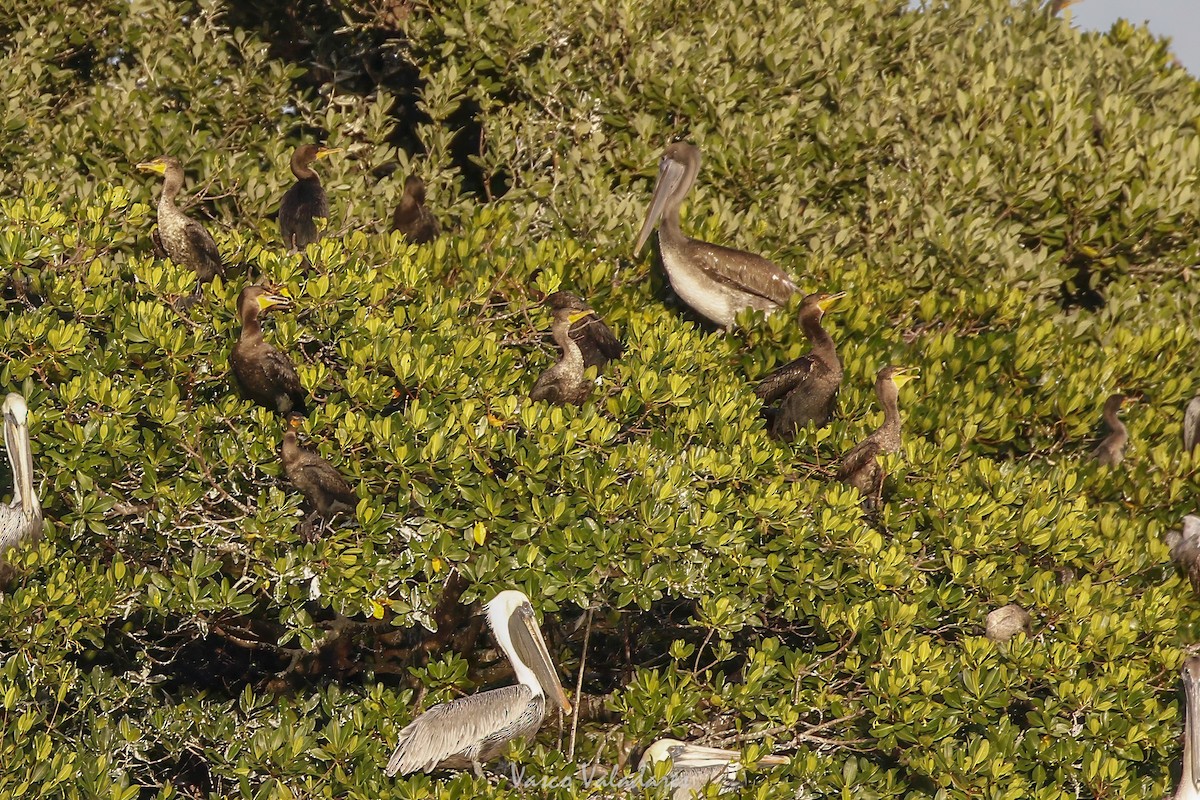 Double-crested Cormorant - ML647548960