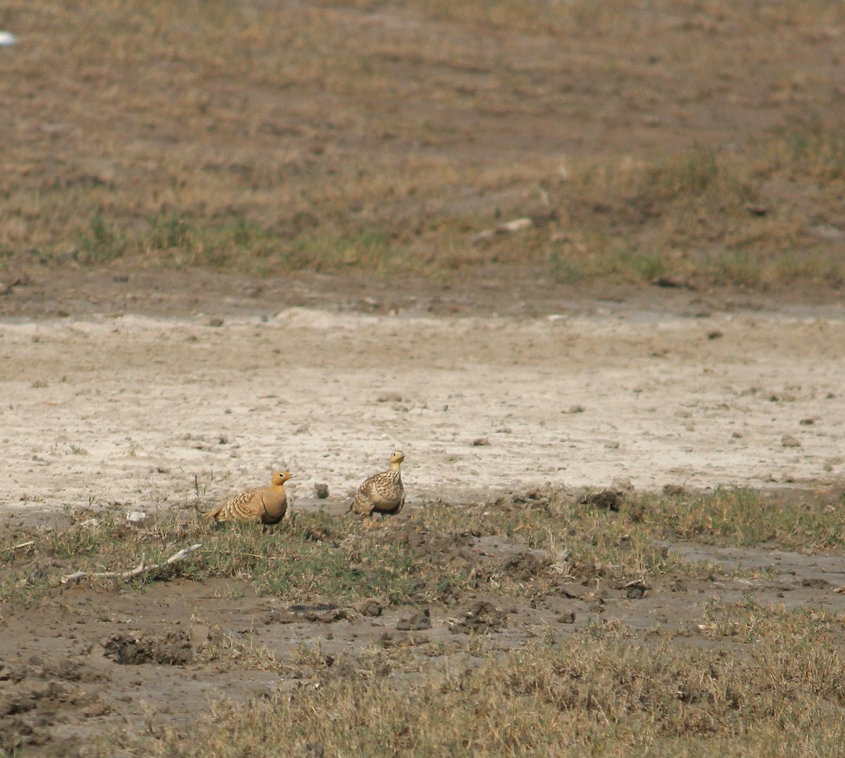 Chestnut-bellied Sandgrouse - ML647548961