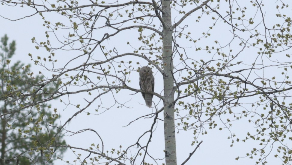 Ural Owl - ML647548965