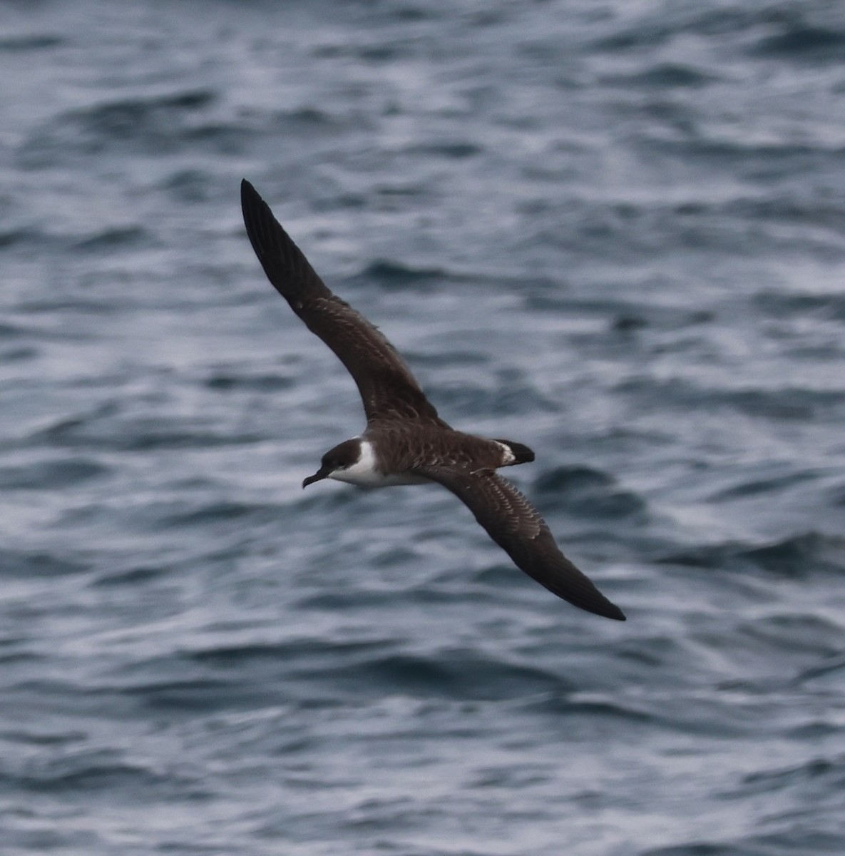 Great Shearwater - ML647548966