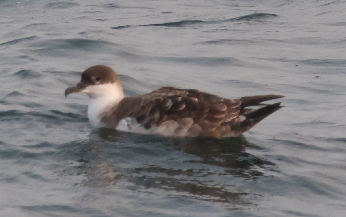 Great Shearwater - ML647548967