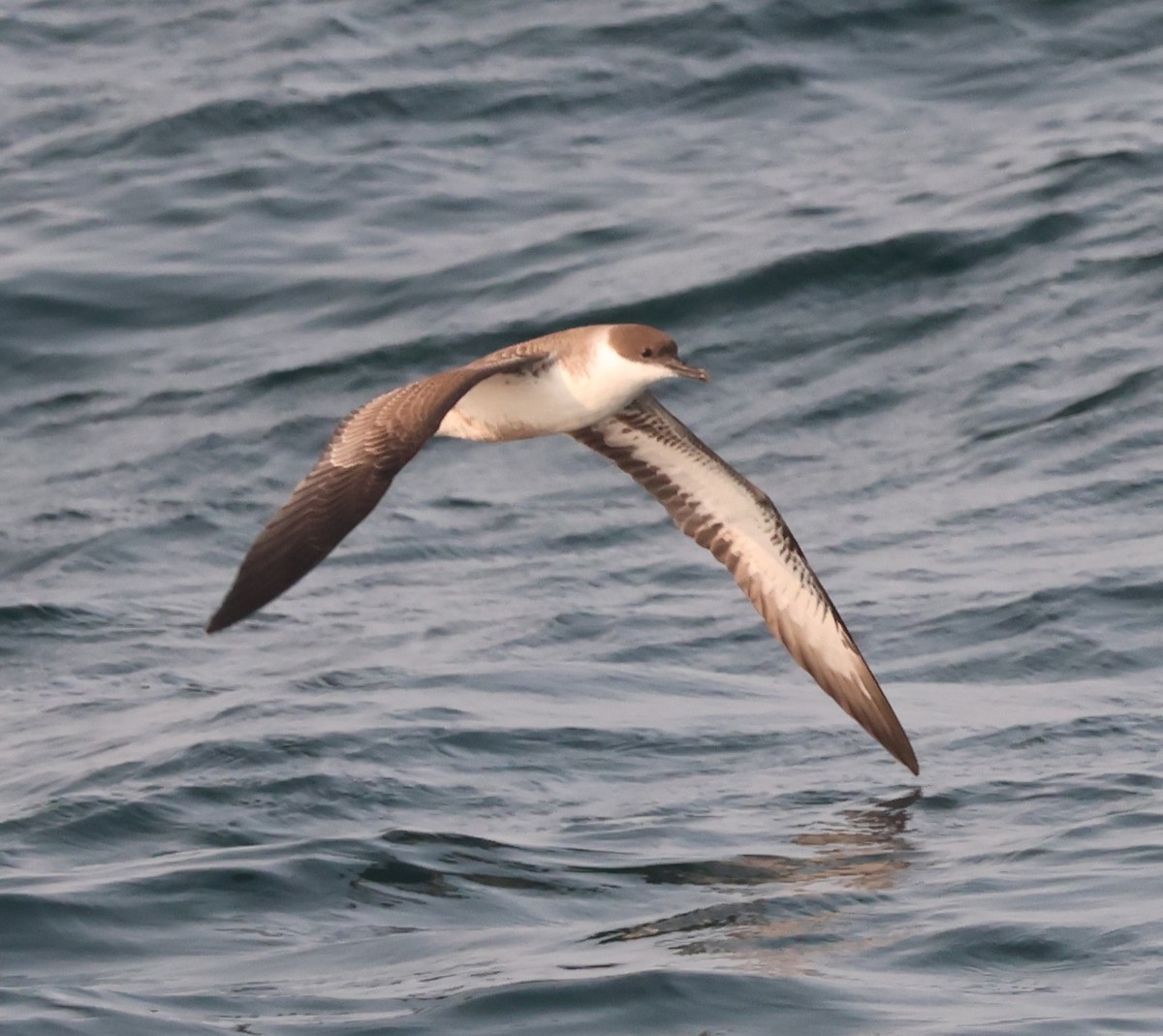 Great Shearwater - ML647548968