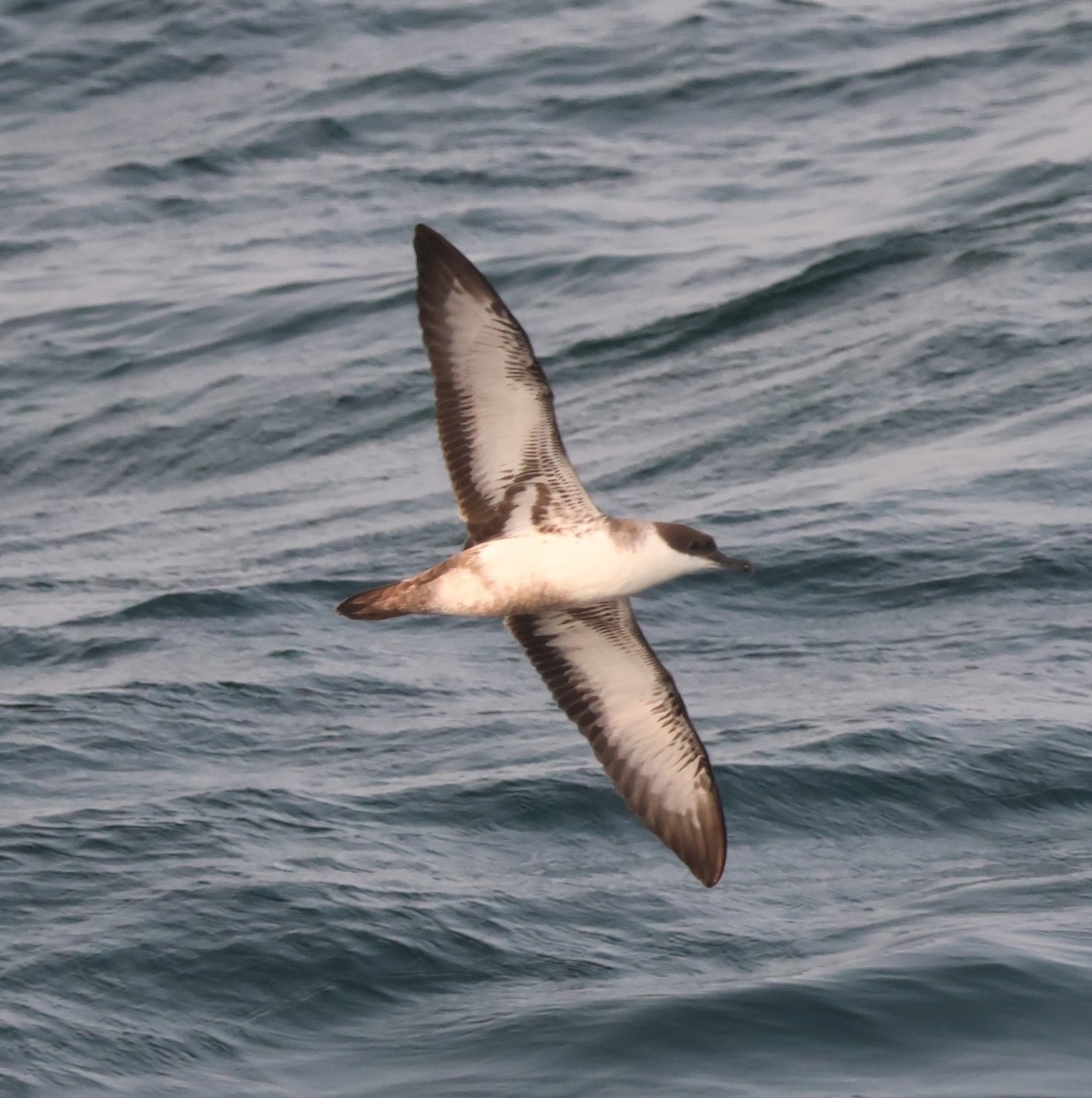 Great Shearwater - ML647548969