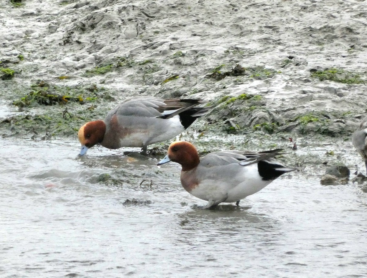 Eurasian Wigeon - ML647548974