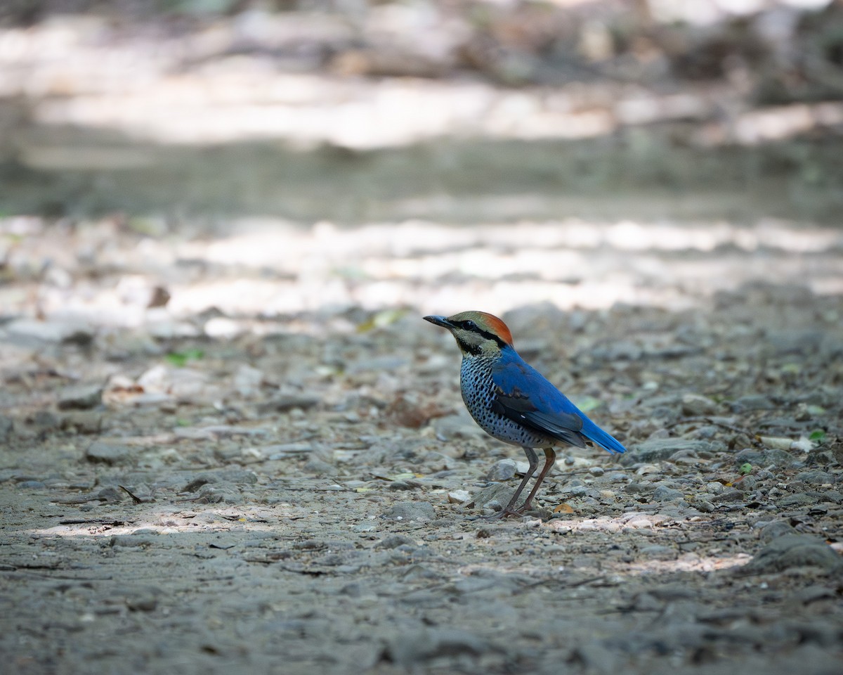 Blue Pitta - ML647548975