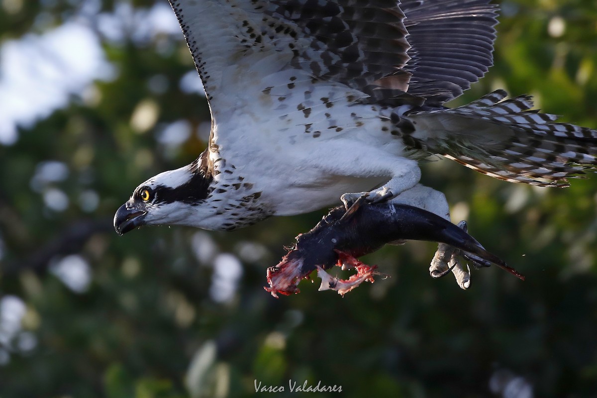 Osprey - ML647548977