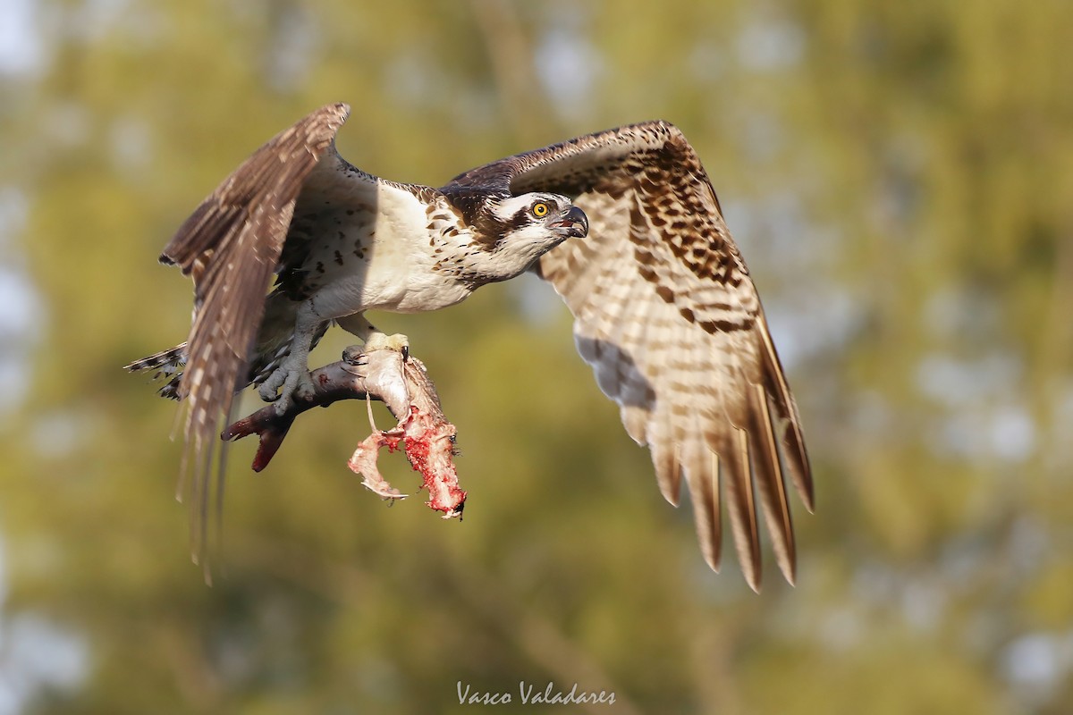 Osprey - ML647548978