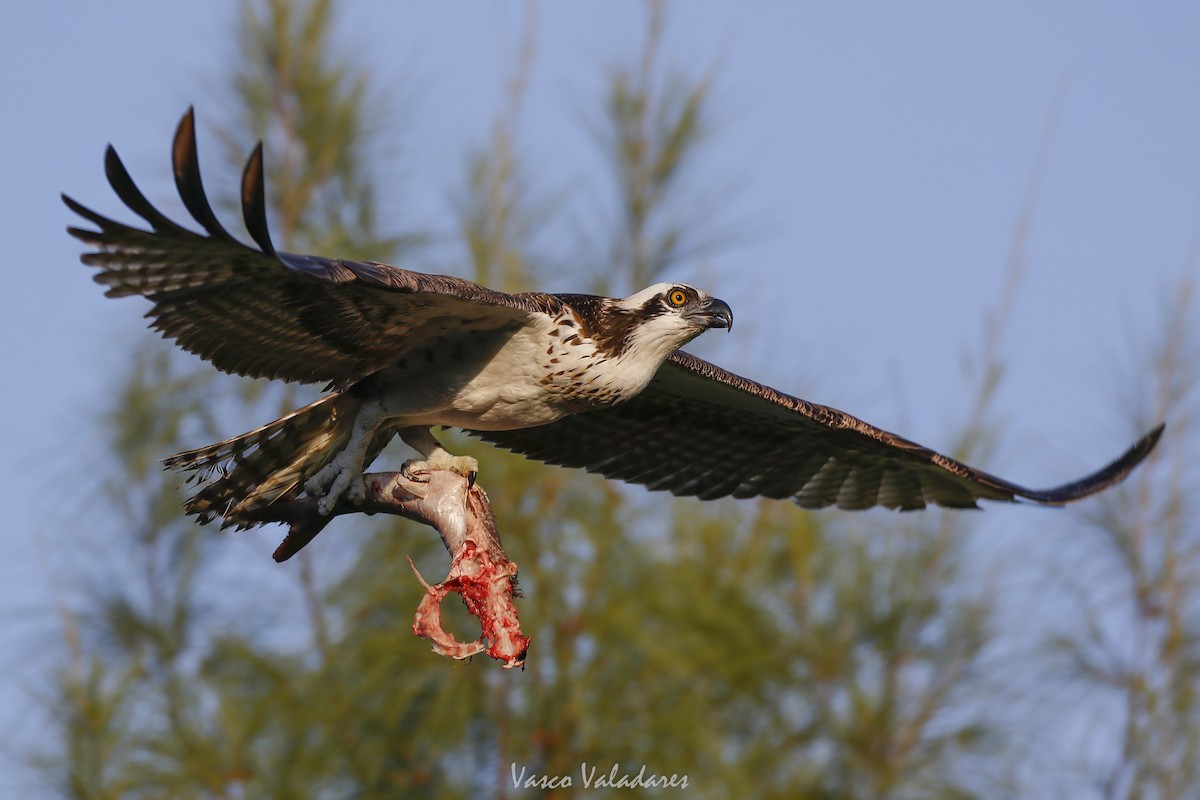 Osprey - ML647548979