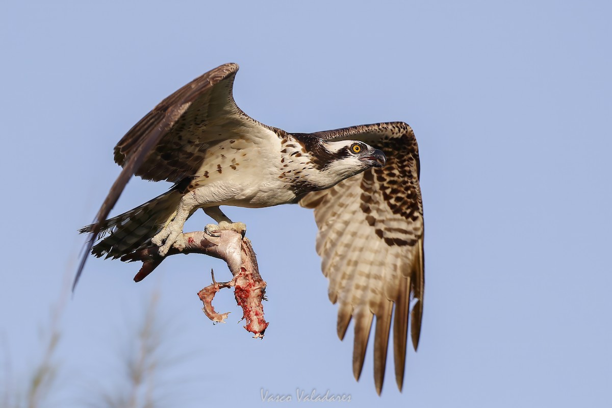 Osprey - ML647548980