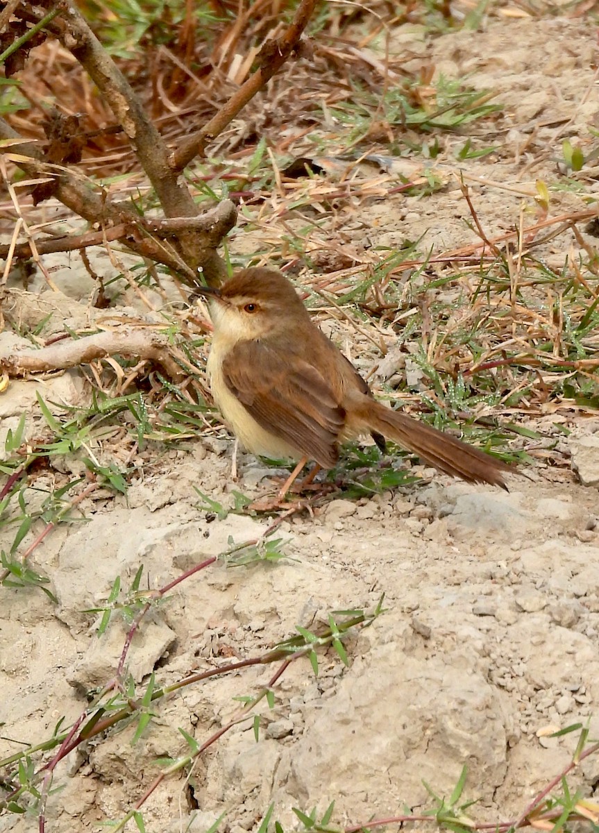 Plain Prinia - ML647548982
