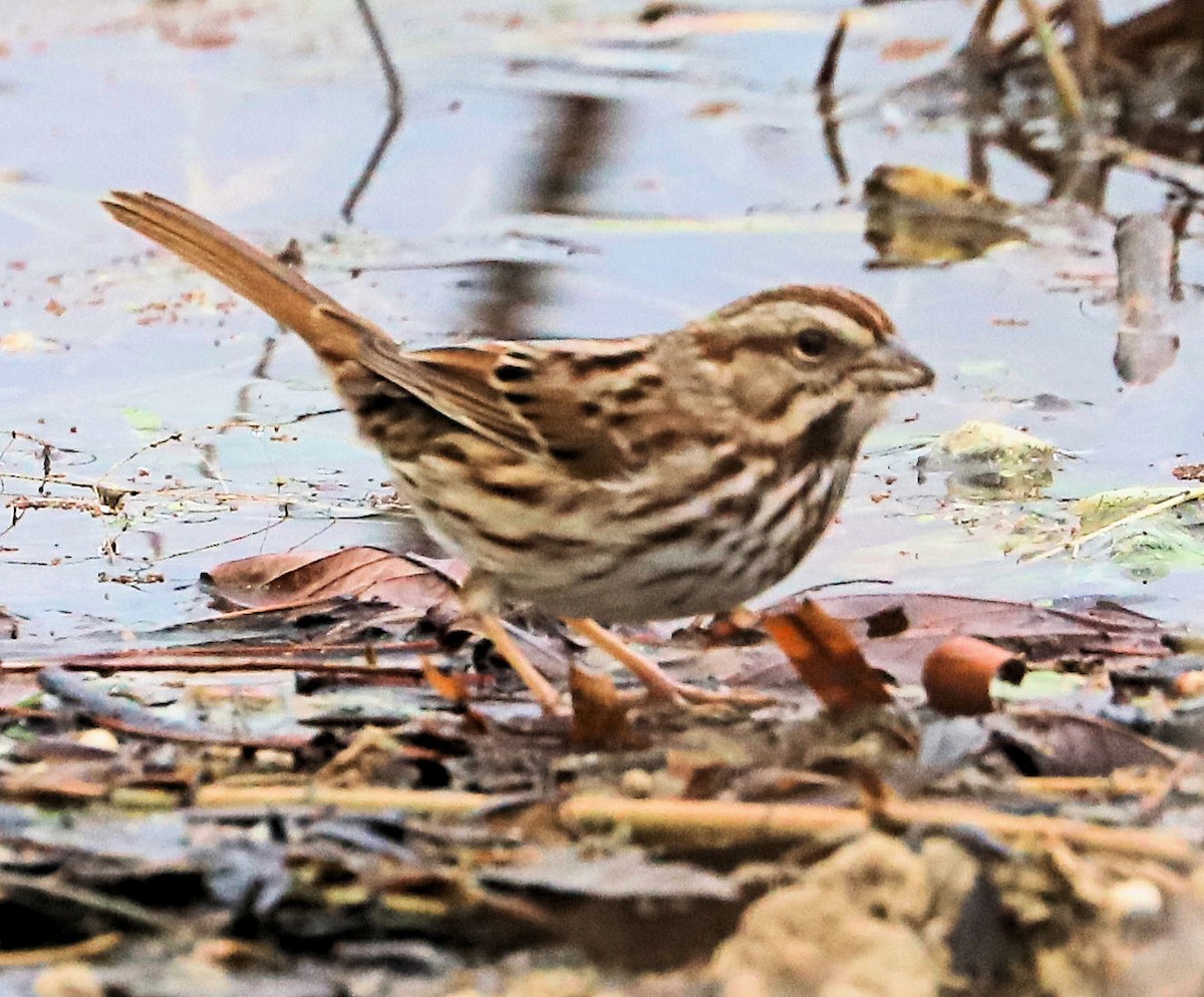 Song Sparrow - ML647548983