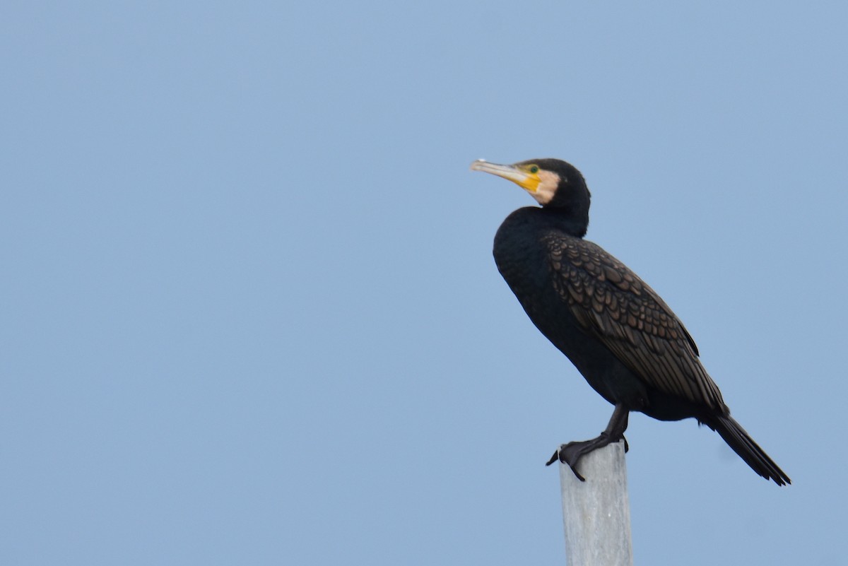 Great Cormorant - ML647548989
