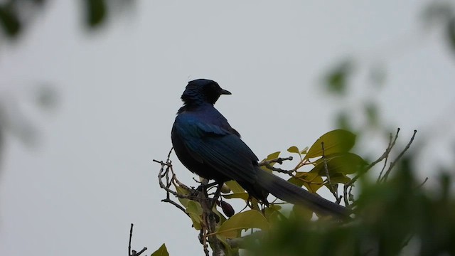 Пестрохвостый спрео - ML647549013