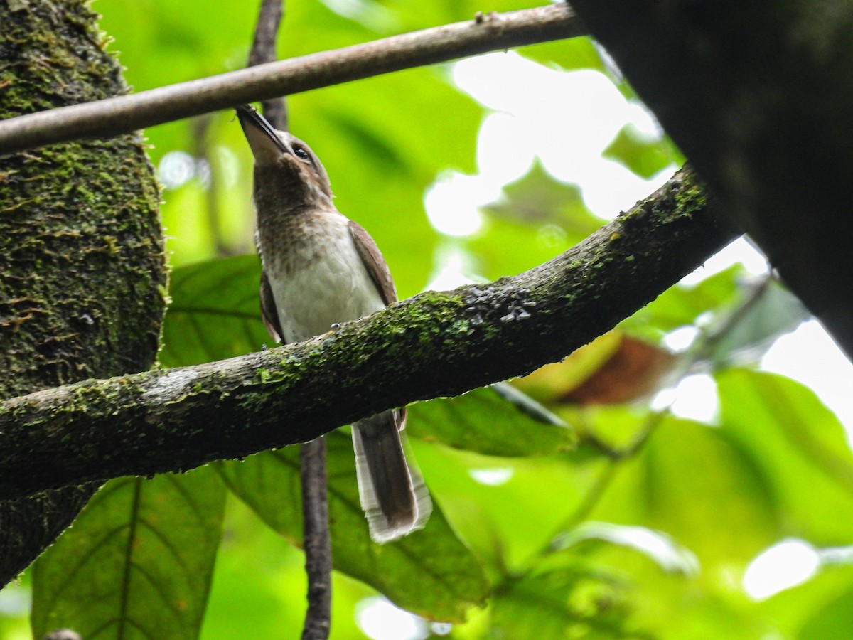 Tahitiliest (youngi) - ML647549014